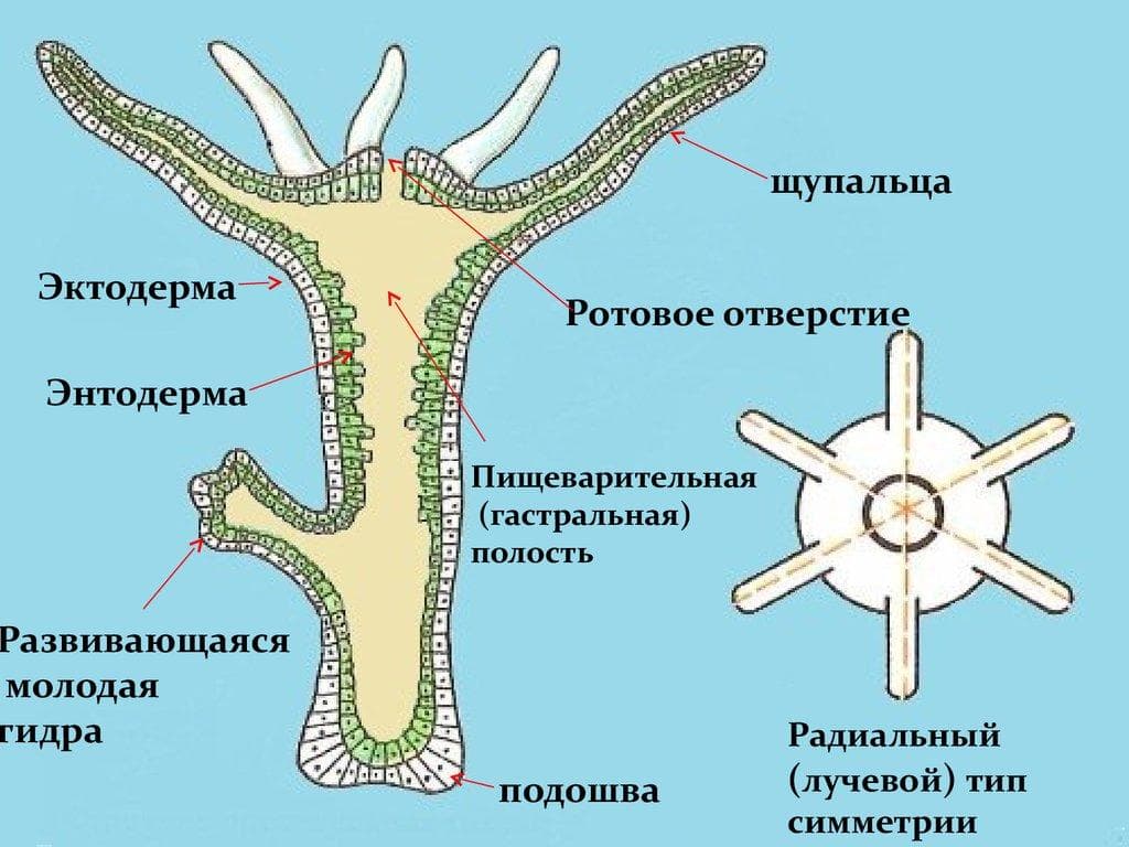 Кракен как зайти на сайт